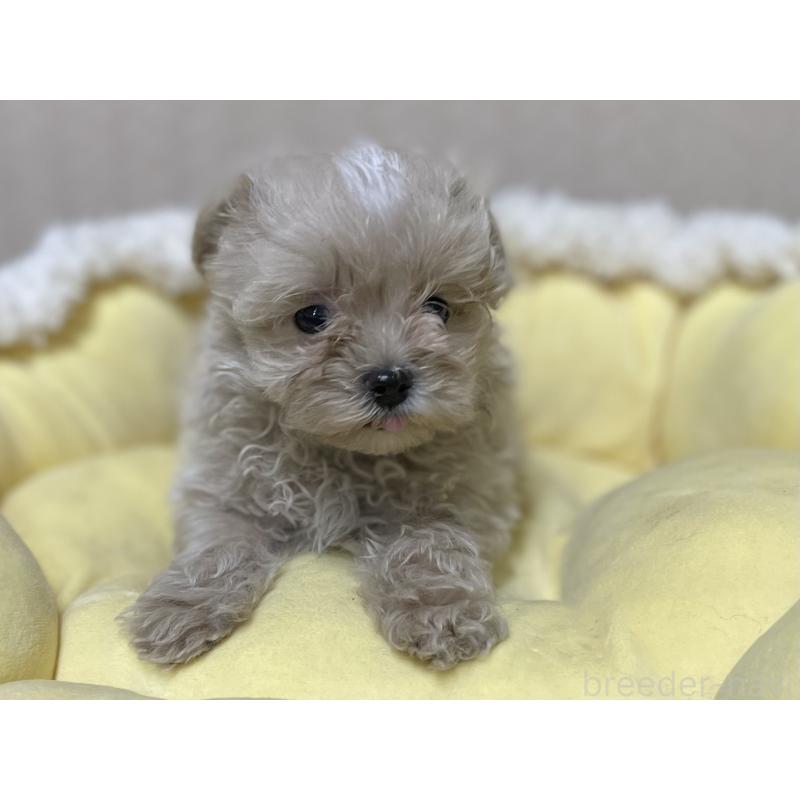 販売中の福岡県のミックス犬-417868の2枚目