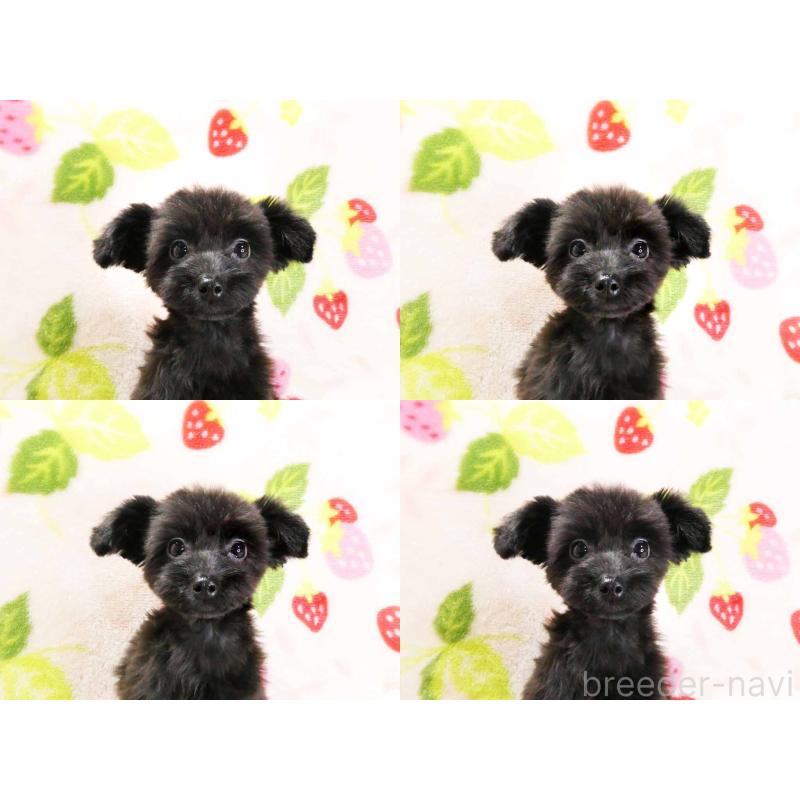 成約済の千葉県のチワプー:チワワ×トイプードル-394454の6枚目