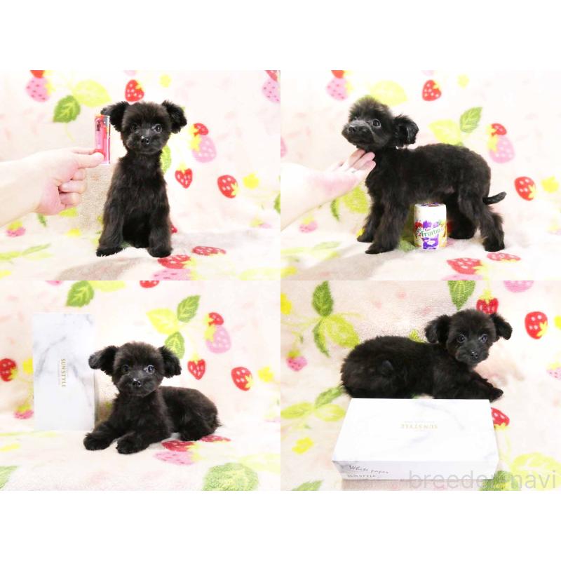 成約済の千葉県のチワプー:チワワ×トイプードル-394454の5枚目