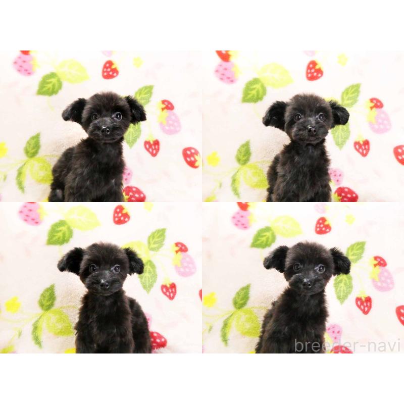 成約済の千葉県のチワプー:チワワ×トイプードル-394454の4枚目