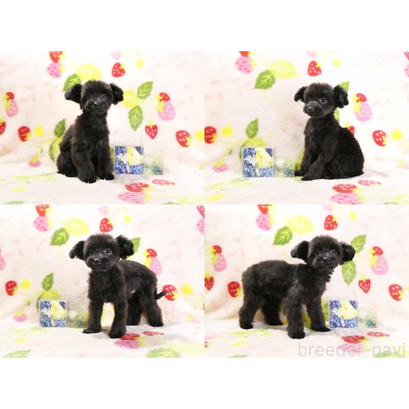 成約済の千葉県のチワプー:チワワ×トイプードル-394454の3枚目