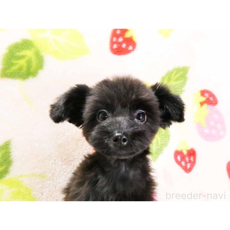 成約済の千葉県のチワプー:チワワ×トイプードル-394454の2枚目