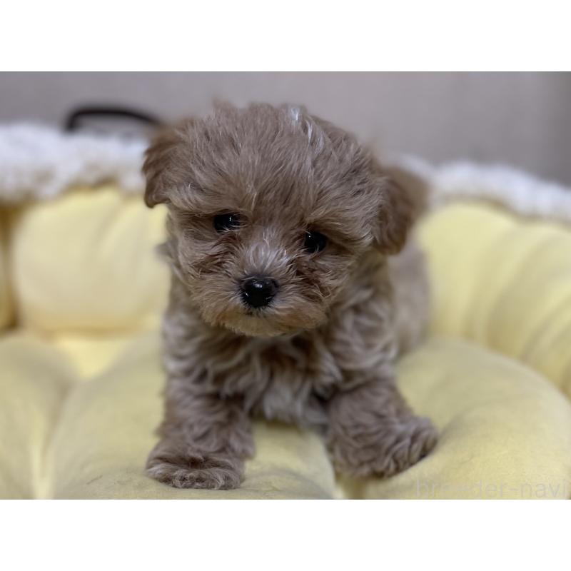 販売中の福岡県のミックス犬-417869の6枚目