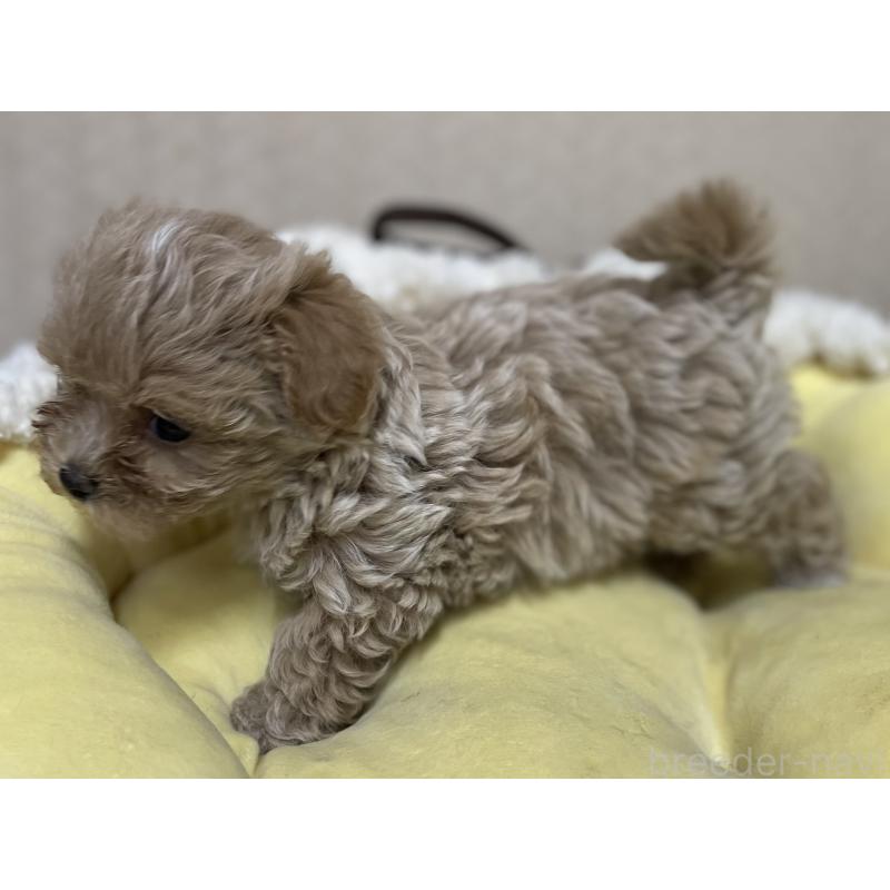 販売中の福岡県のミックス犬-417869の5枚目