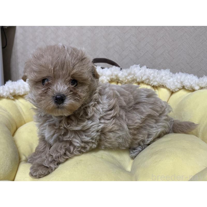 販売中の福岡県のミックス犬-417869の4枚目