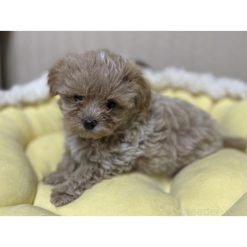 販売中の福岡県のミックス犬-417869の3枚目