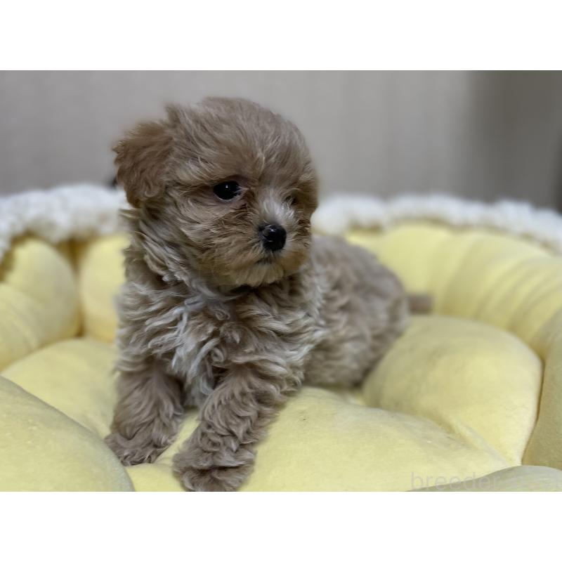 販売中の福岡県のミックス犬-417869の2枚目