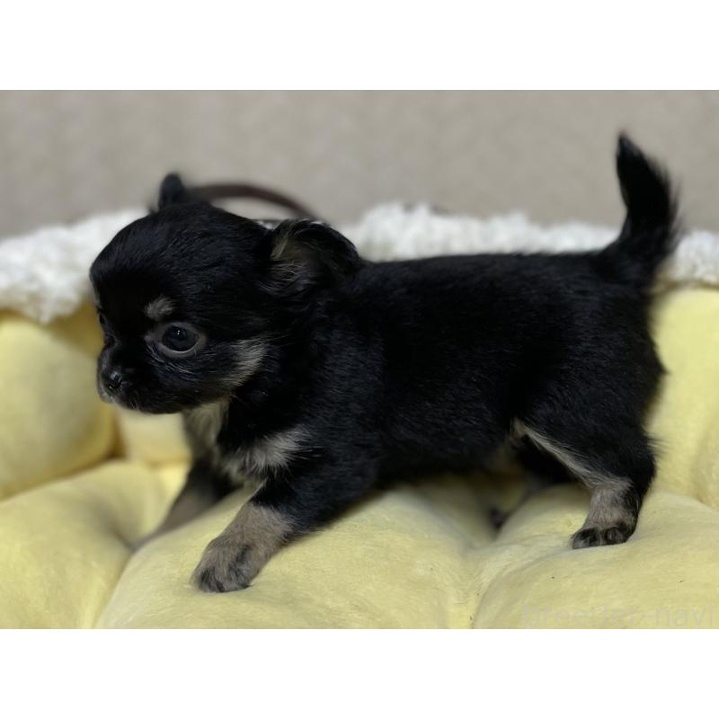販売中の福岡県のチワワ(ロングコート)-417872の3枚目