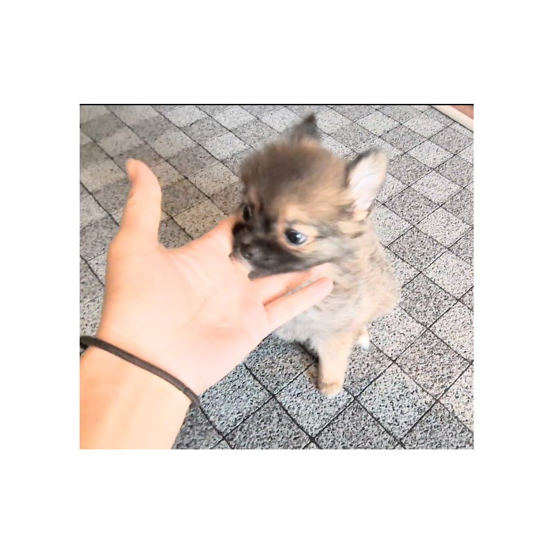 販売中の茨城県のミックス犬-417873の4枚目