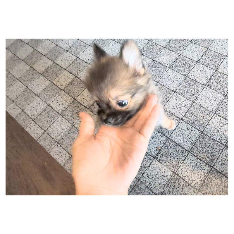 販売中の茨城県のミックス犬-417873の3枚目