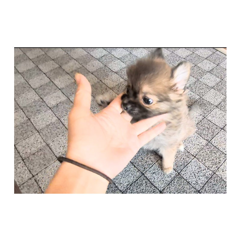 販売中の茨城県のミックス犬-417873の2枚目