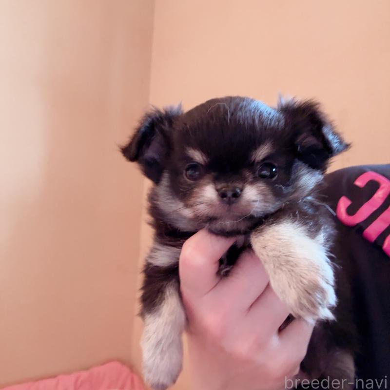 販売中の香川県のチワワ(ロングコート)-414547の19枚目