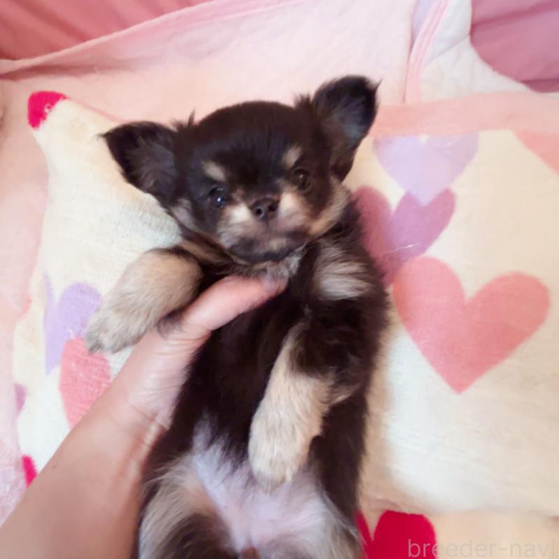 販売中の香川県のチワワ(ロングコート)-414547の18枚目