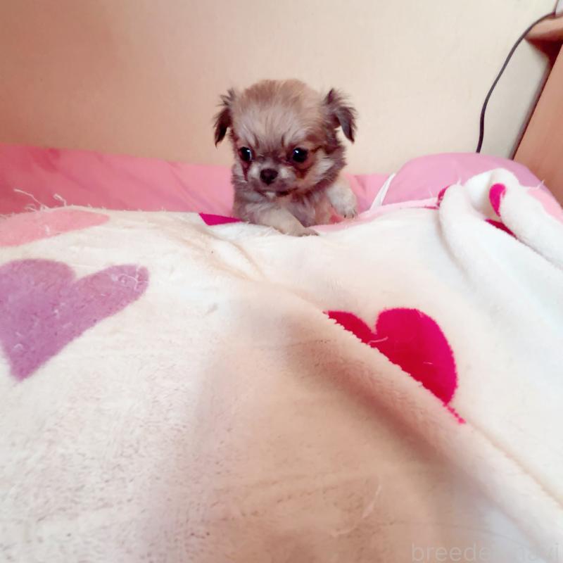 成約済の香川県のチワワ(ロングコート)-414916の2枚目