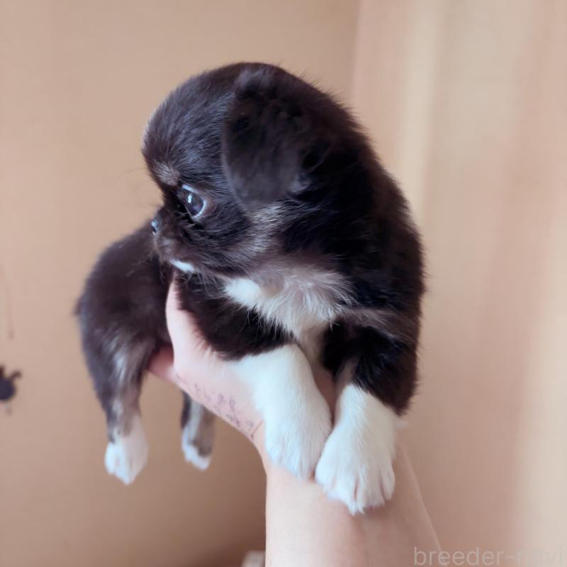 成約済の香川県のチワワ(ロングコート)-414917の2枚目