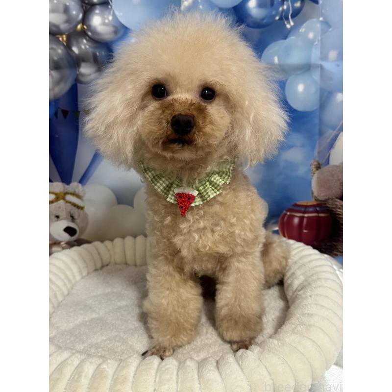 販売中の埼玉県のタイニープードル-402170の5枚目