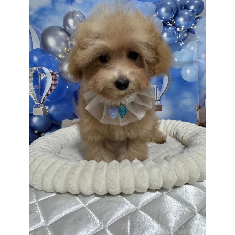 販売中の埼玉県のティーカッププードル-396070の6枚目