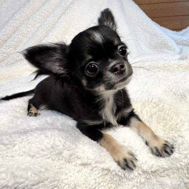 販売中の滋賀県のチワワ(ロングコート)-404354