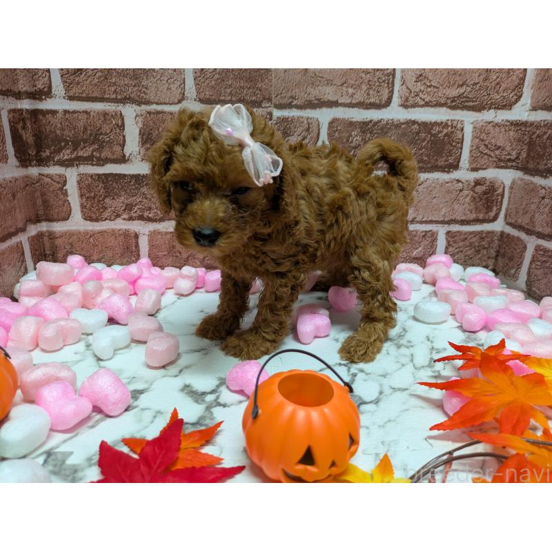 販売中の茨城県のトイプードル-417982の3枚目