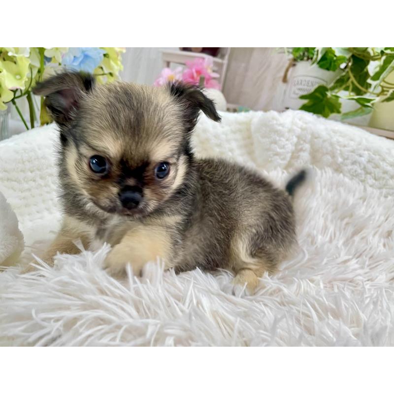 成約済の京都府のチワワ(ロングコート)-417227の6枚目