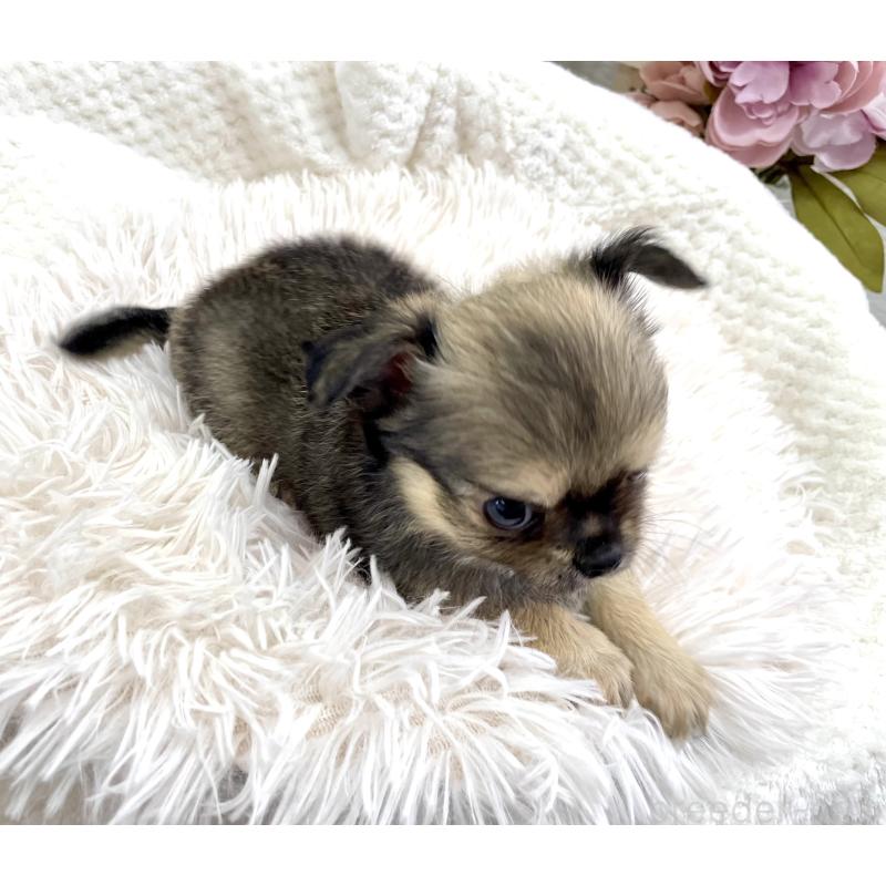 成約済の京都府のチワワ(ロングコート)-417227の5枚目