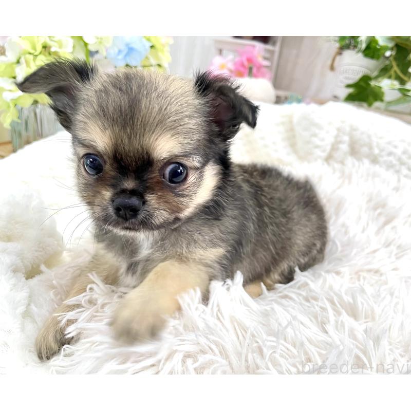 成約済の京都府のチワワ(ロングコート)-417227の4枚目