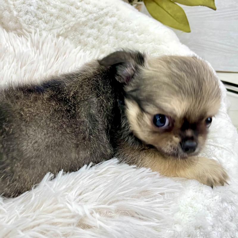 成約済の京都府のチワワ(ロングコート)-417227の3枚目