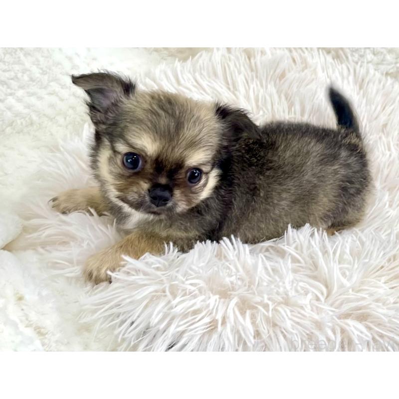 成約済の京都府のチワワ(ロングコート)-417227の2枚目