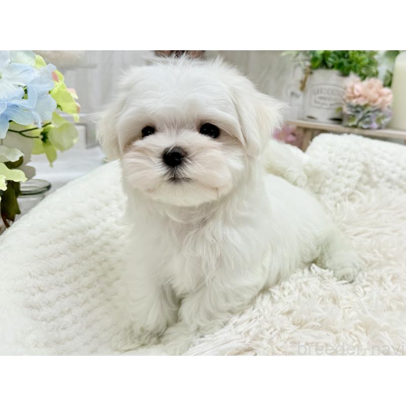 成約済の京都府のマルチーズ-416776の6枚目