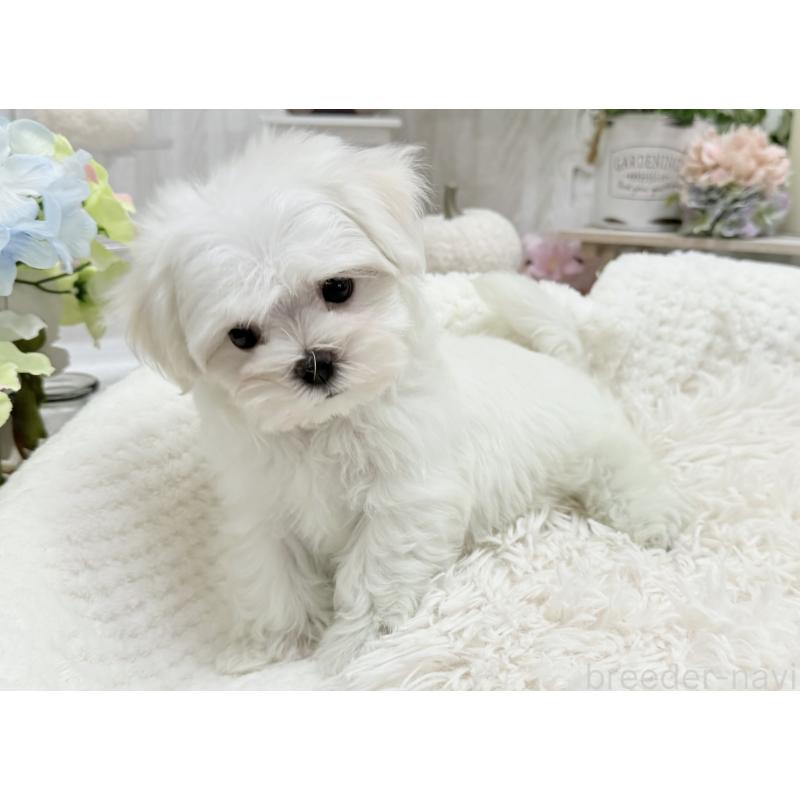 成約済の京都府のマルチーズ-416776の5枚目