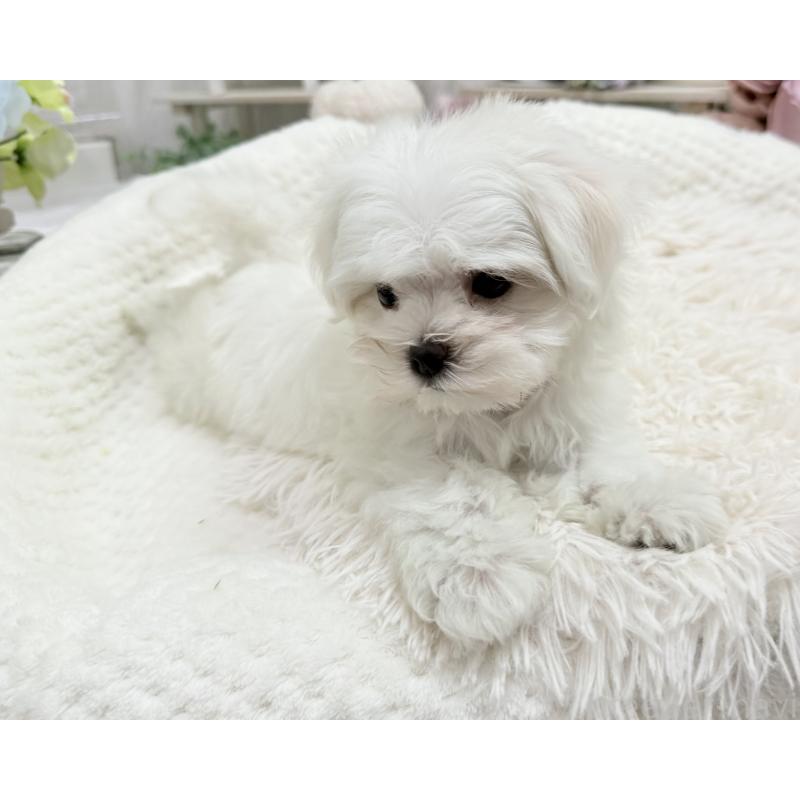 成約済の京都府のマルチーズ-416776の4枚目