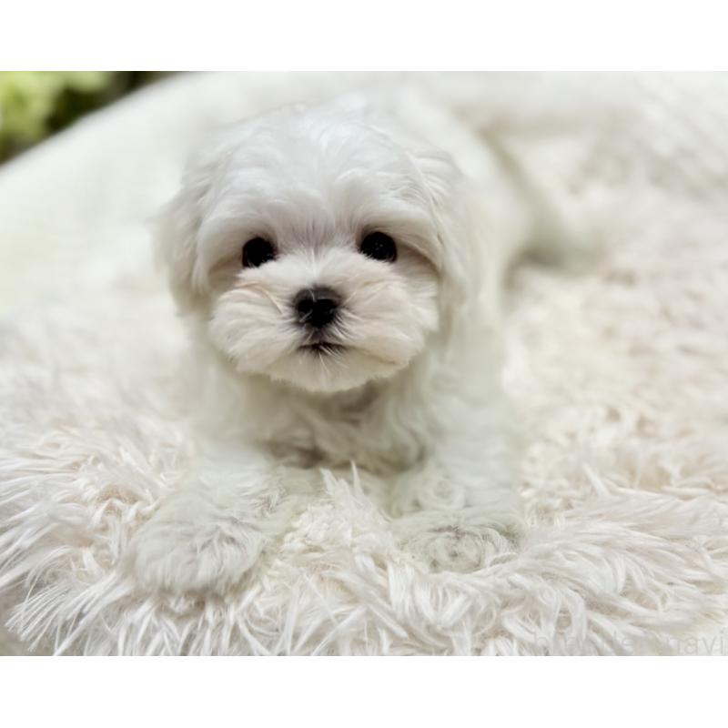 成約済の京都府のマルチーズ-416776の3枚目