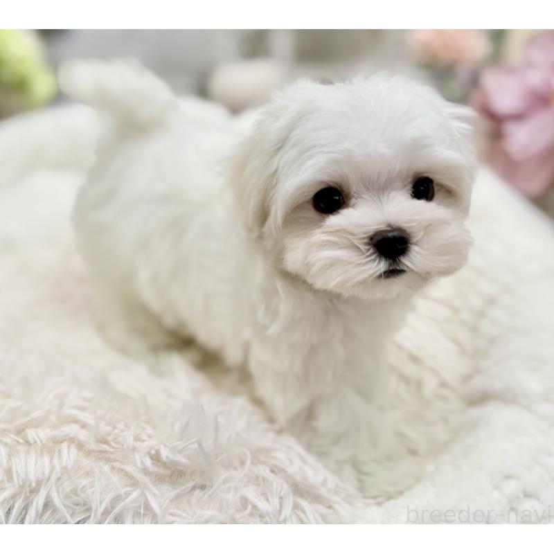 成約済の京都府のマルチーズ-416776の2枚目