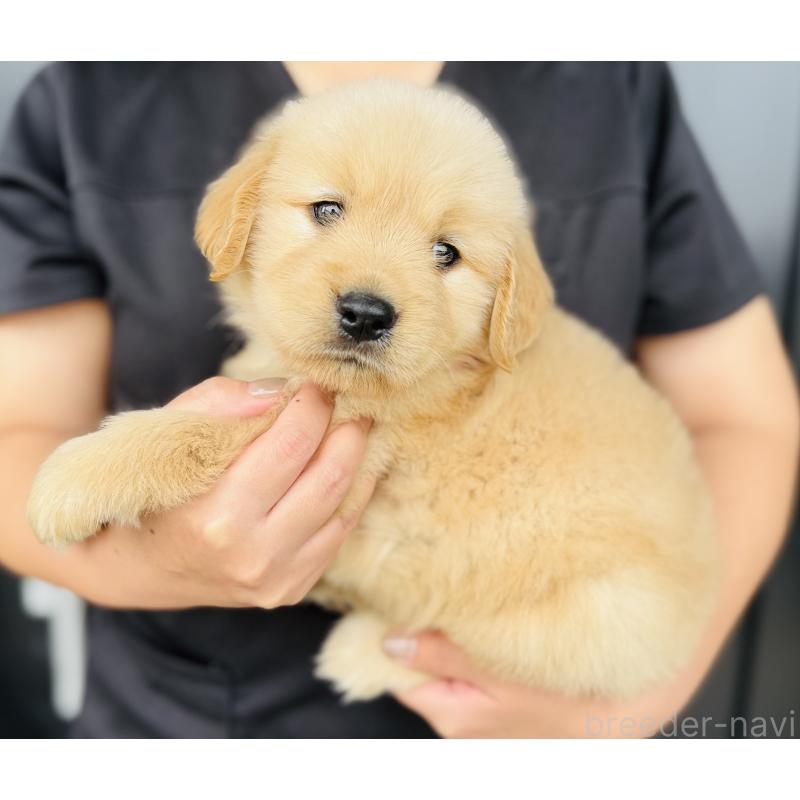 販売中の徳島県のゴールデンレトリーバー-417987の3枚目