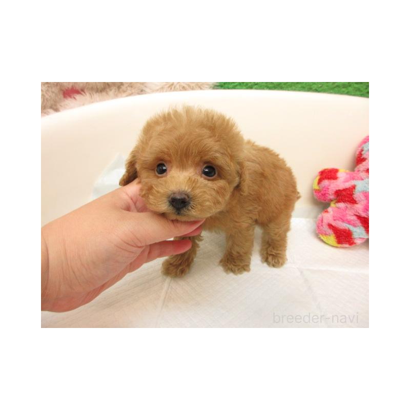 販売中の大阪府のトイプードル-417988の2枚目