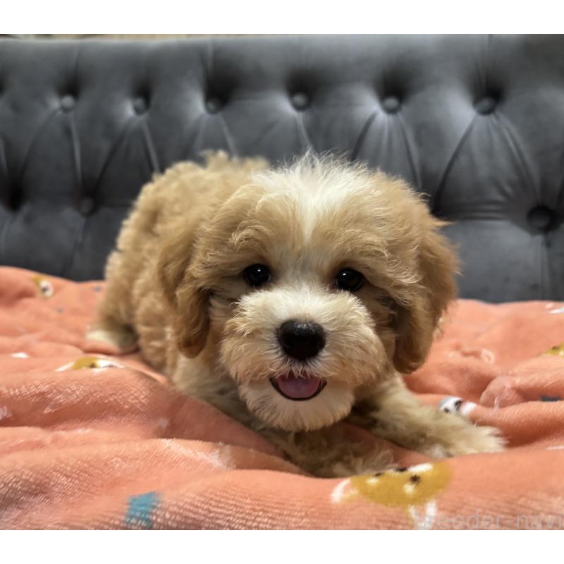 販売中の鹿児島県のマルプー:マルチーズ×トイプードル-413357の15枚目