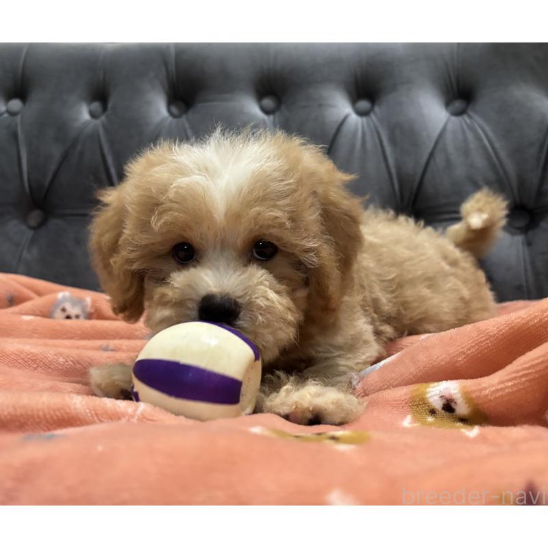 販売中の鹿児島県のマルプー:マルチーズ×トイプードル-413357の14枚目