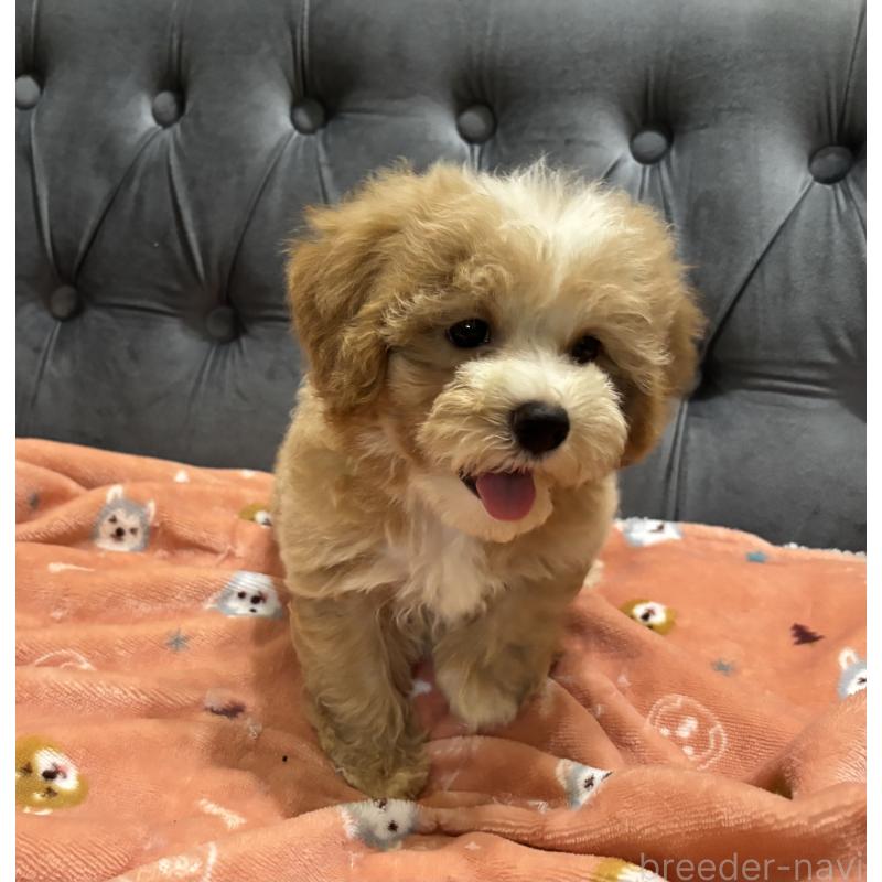 販売中の鹿児島県のマルプー:マルチーズ×トイプードル-413357の13枚目