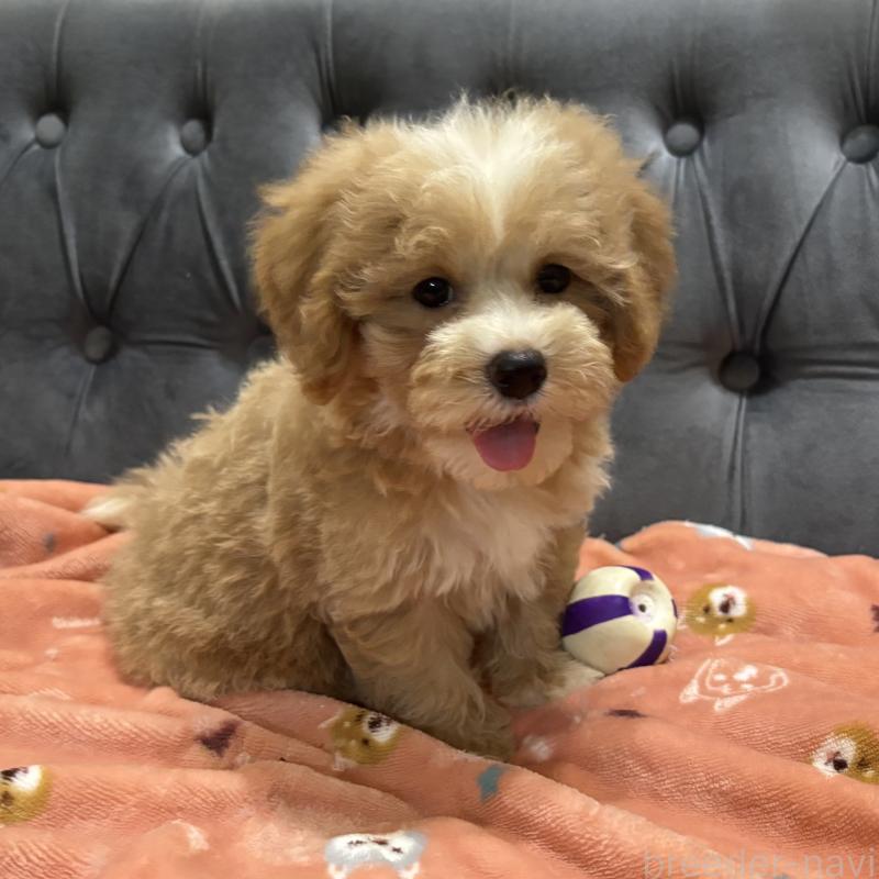 販売中の鹿児島県のマルプー:マルチーズ×トイプードル-413357の12枚目