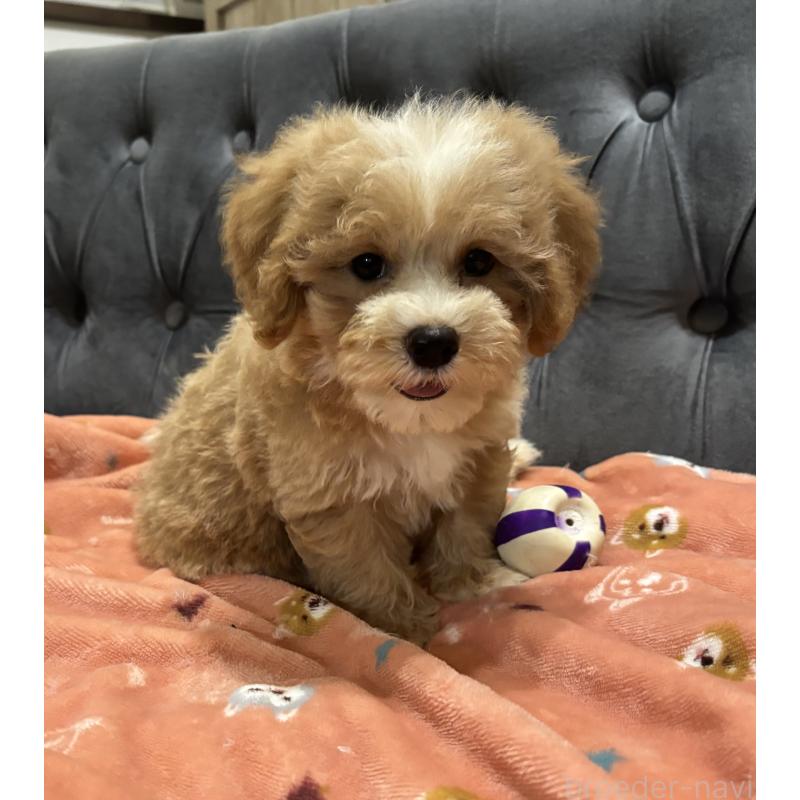 販売中の鹿児島県のマルプー:マルチーズ×トイプードル-413357の11枚目