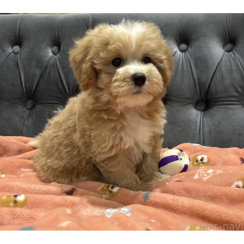 販売中の鹿児島県のマルプー:マルチーズ×トイプードル-413357の10枚目