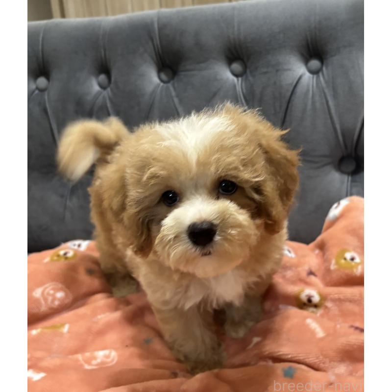 販売中の鹿児島県のマルプー:マルチーズ×トイプードル-413357の9枚目