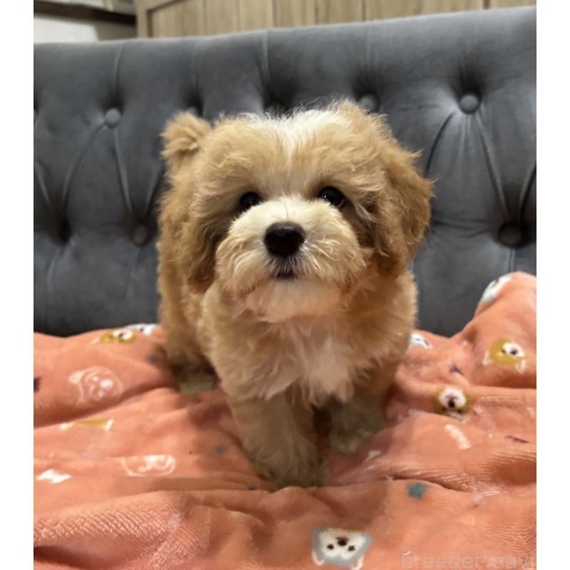 販売中の鹿児島県のマルプー:マルチーズ×トイプードル-413357の8枚目