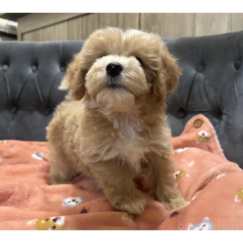 販売中の鹿児島県のマルプー:マルチーズ×トイプードル-413357の7枚目