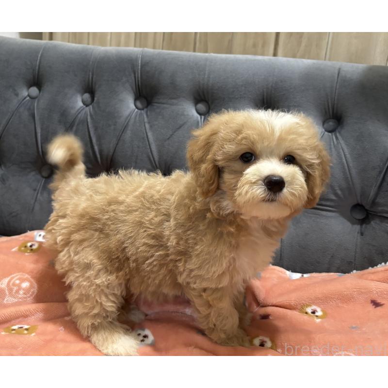 販売中の鹿児島県のマルプー:マルチーズ×トイプードル-413357の6枚目