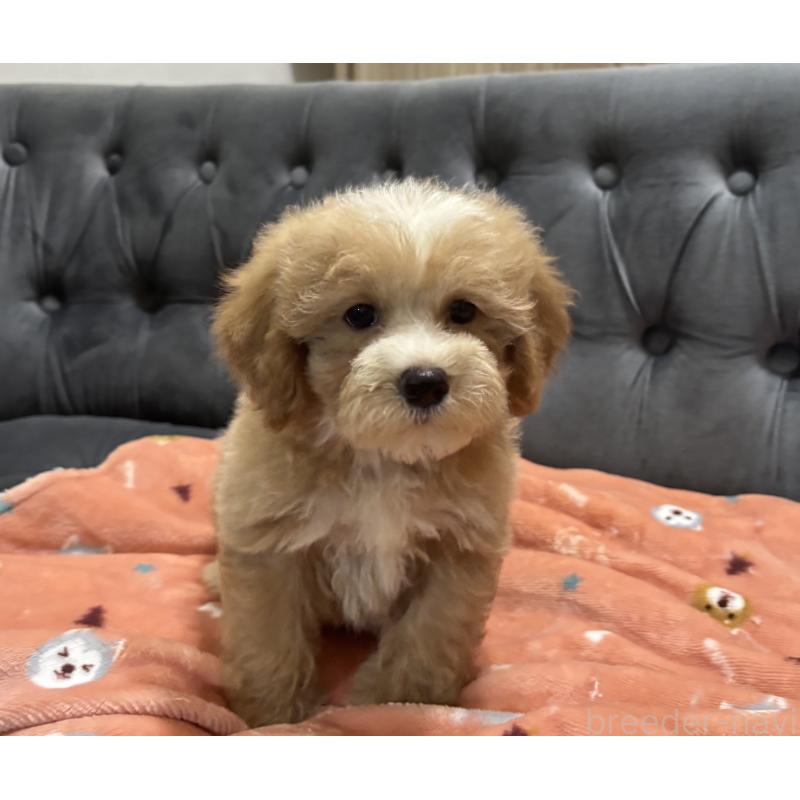 販売中の鹿児島県のマルプー:マルチーズ×トイプードル-413357の4枚目