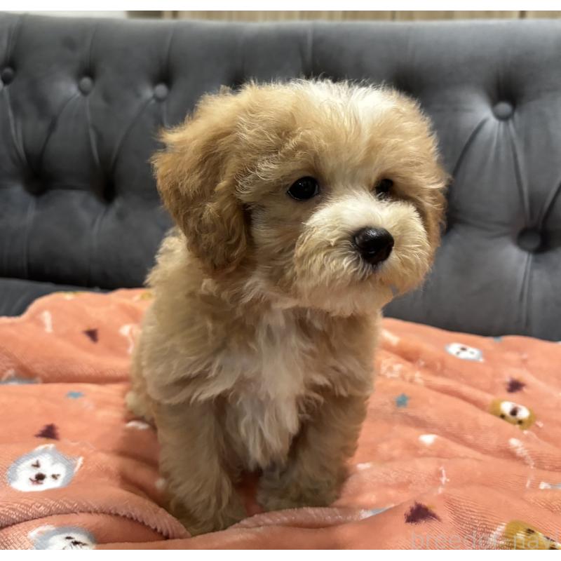 販売中の鹿児島県のマルプー:マルチーズ×トイプードル-413357の3枚目