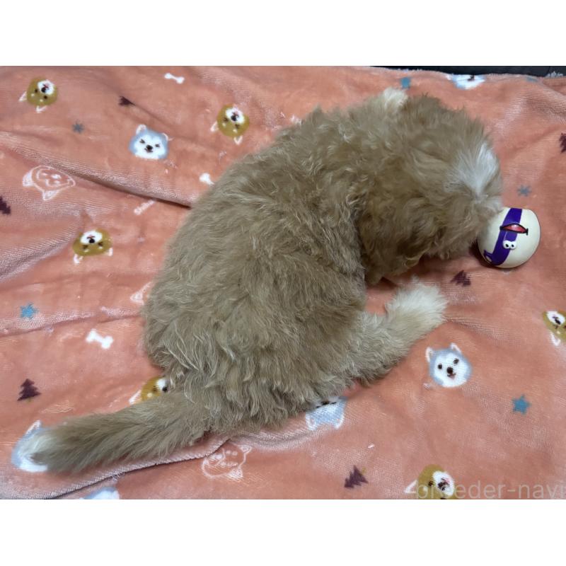 販売中の鹿児島県のマルプー:マルチーズ×トイプードル-413357の2枚目