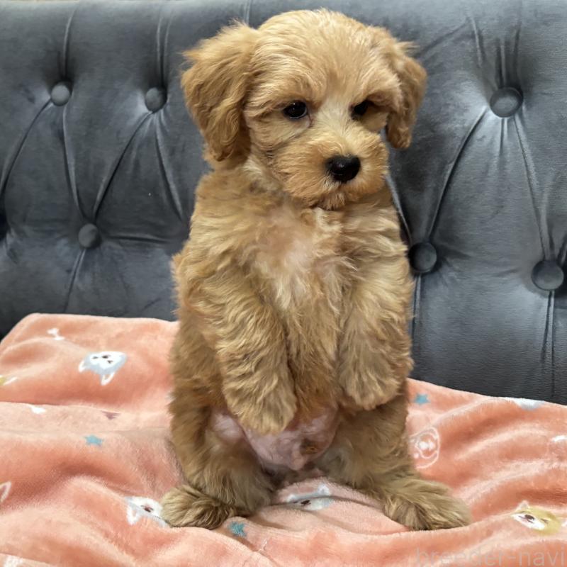 成約済の鹿児島県のマルプー:マルチーズ×トイプードル-416102の12枚目