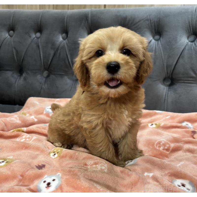 成約済の鹿児島県のマルプー:マルチーズ×トイプードル-416102の11枚目